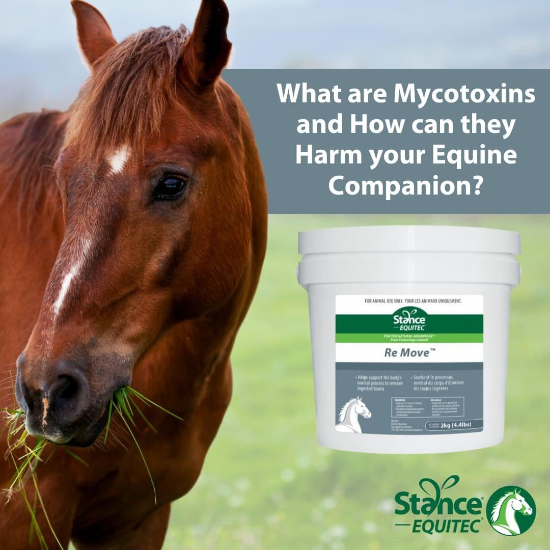 Mitigating mycotoxin risk: 6 ways to avoid equine aflatoxin poisoning Author: Cait Brown Alltech  June 14, 2019